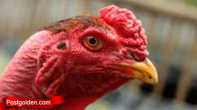 Mari Coba Langka Sukses Sembuhkan Mata Ayam S128