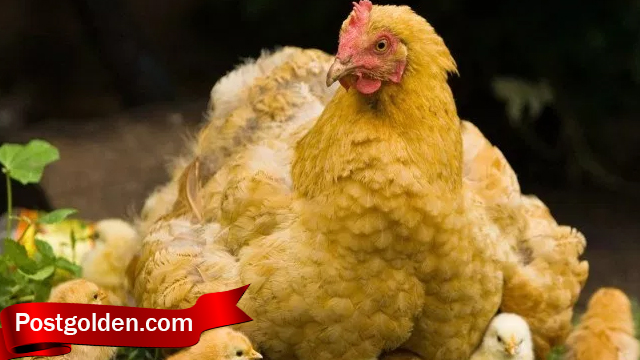 Mari Kenali Sifat Dari Habitat Ayam Ternak